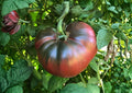 Black Krim Tomato Seeds – Heirloom Non-GMO Vegetable Seeds for Garden, Slicer, Russian Dark Tomato, Gourmet Flavor