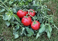 120+ Ace 55 Tomato Seeds Heirloom Non-GMO Low Acid Slicer Variety for Garden Planting