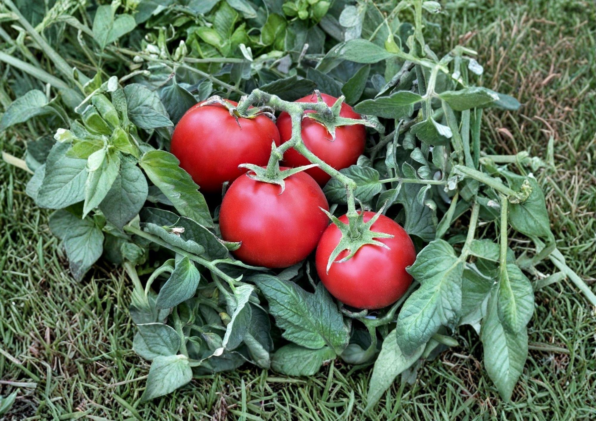 120+ Ace 55 Tomato Seeds Heirloom Non-GMO Low Acid Slicer Variety for Garden Planting