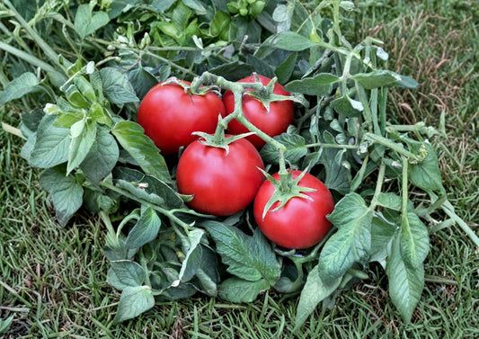 120+ Ace 55 Tomato Seeds Heirloom Non-GMO Low Acid Slicer Variety for Garden Planting