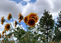 Indian Blanket Sunflower Seeds, Gaillardia Native Wildflower, Drought Tolerant, Pollinator Attracting, Red Yellow Blooms, Garden Planting