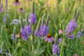 Blue Sage Seeds 100 Salvia farinacea - Easy-to-Grow, Pollinator-Friendly, Blue Flowering Plant for Borders & Containers