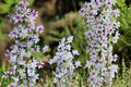 Heart-Leaved Aster Seeds, Symphyotrichum cordifolium, Perennial Wildflower, Lavender Blue Flowers, Native Garden Plant
