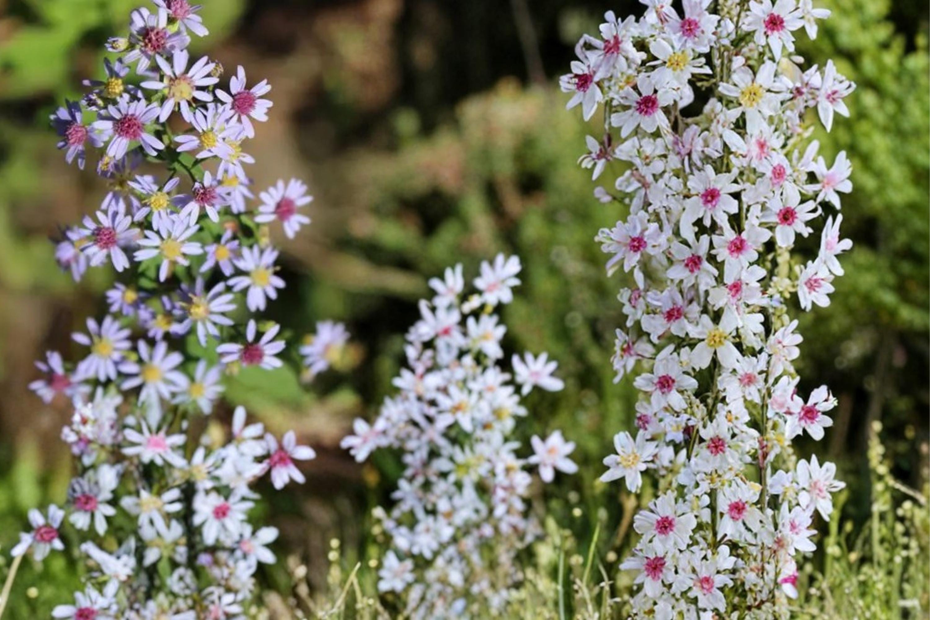 Heart-Leaved Aster Seeds, Symphyotrichum cordifolium, Perennial Wildflower, Lavender Blue Flowers, Native Garden Plant
