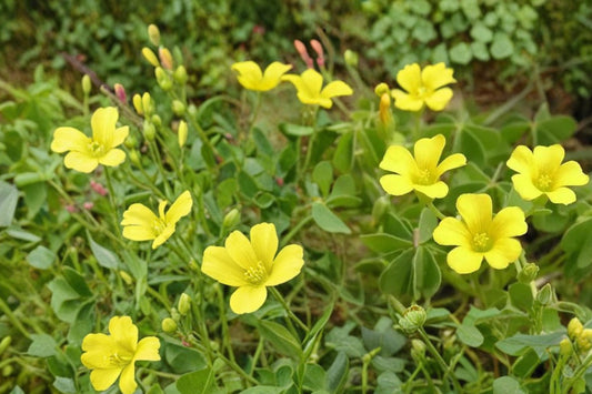Chilean Yellow Clover Seeds – Oxalis valdiviensis, Ground Cover Perennial with Bright Yellow Flowers, Herbaceous Plant, 10 Seeds