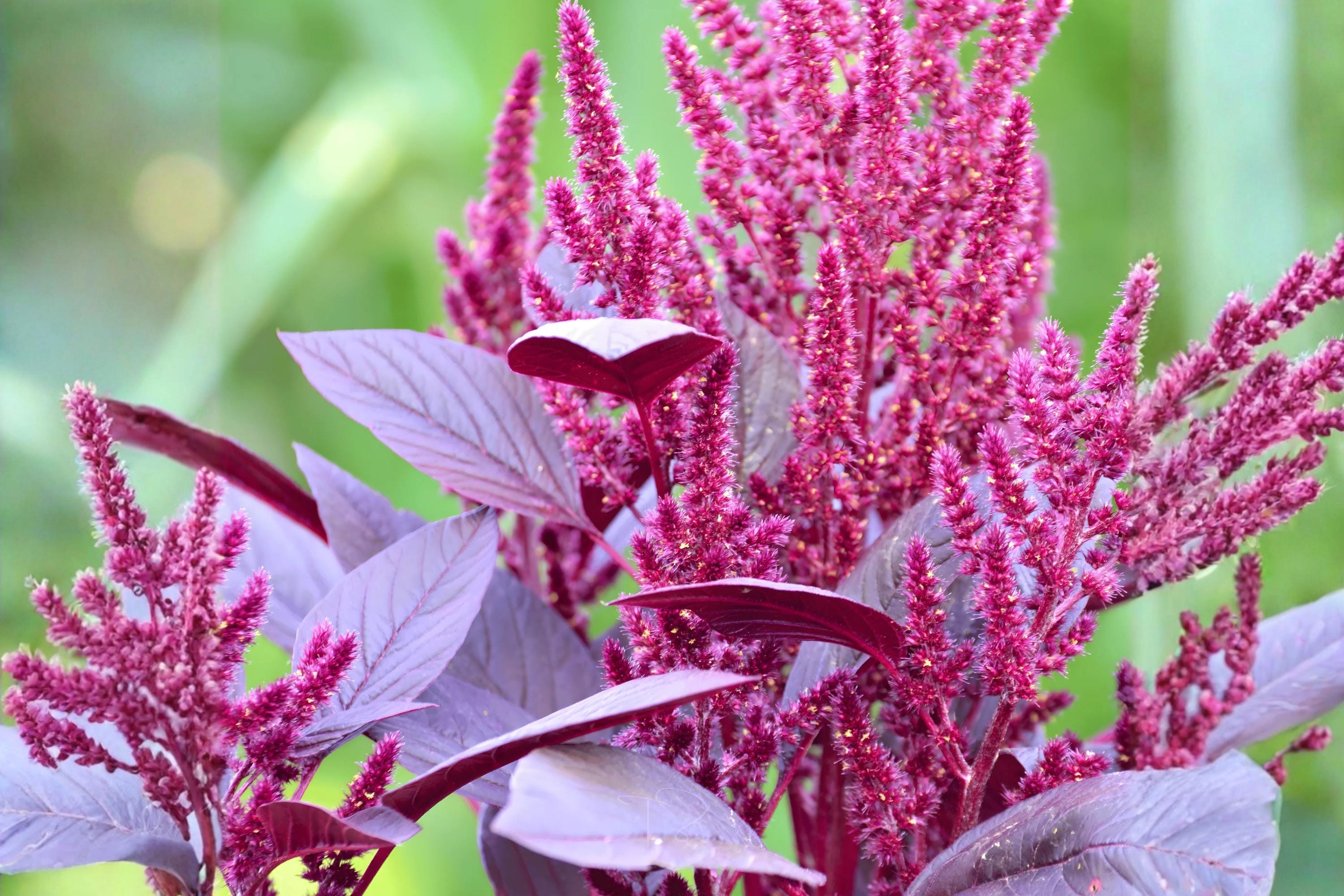 Spotted Joe Pye Weed Seeds 100 | Native Wildflower for Pollinators | Eutrochium maculatum