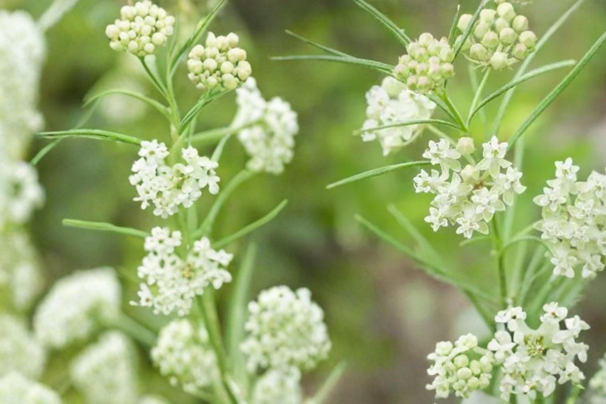 Whorled Milkweed Seeds – Asclepias verticillata, Native Perennial with White-Green Flower Clusters, Drought Tolerant Prairie Plant
