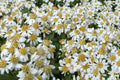 Flat-Topped Aster Seeds, Doellingeria umbellata, Native Perennial with White Flowers, Meadow & Wetland Plant, 100 Seeds