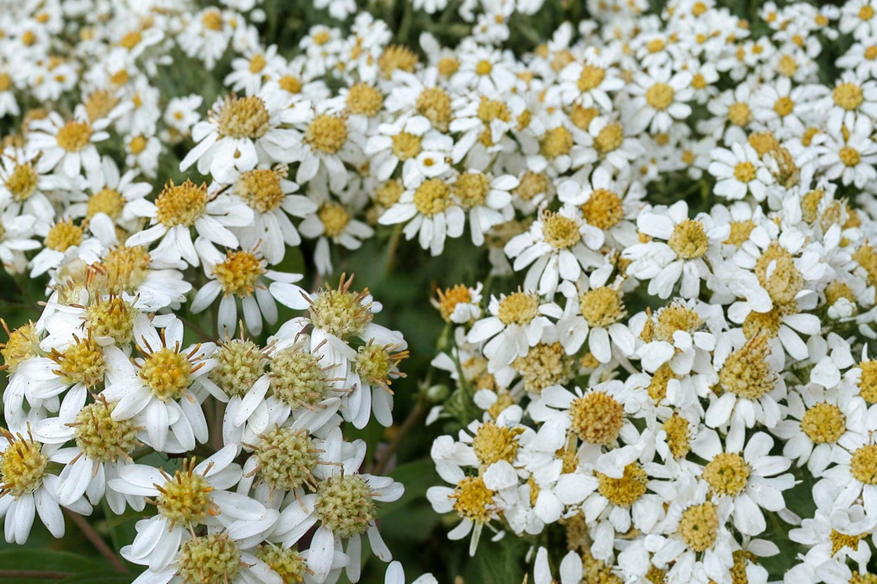 Flat-Topped Aster Seeds, Doellingeria umbellata, Native Perennial with White Flowers, Meadow & Wetland Plant, 100 Seeds