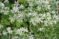 Big-Leaved Aster Seeds – Herbaceous Perennial, Pale Lavender to White Flowers, Shade Garden, Eurybia macrophylla, 100 Seeds