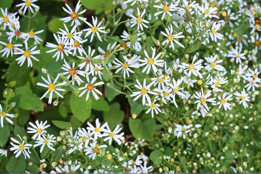 Big-Leaved Aster Seeds – Herbaceous Perennial, Pale Lavender to White Flowers, Shade Garden, Eurybia macrophylla, 100 Seeds