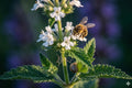 Prince’s Plume Seeds (Stanleya pinnata) – Drought-Tolerant Native Wildflower for Xeriscaping & Pollinator Gardens