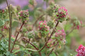 Showy Milkweed Seeds | Native Asclepias speciosa for Monarchs & Pollinators | Drought Tolerant, Pink to Lavender Blooms
