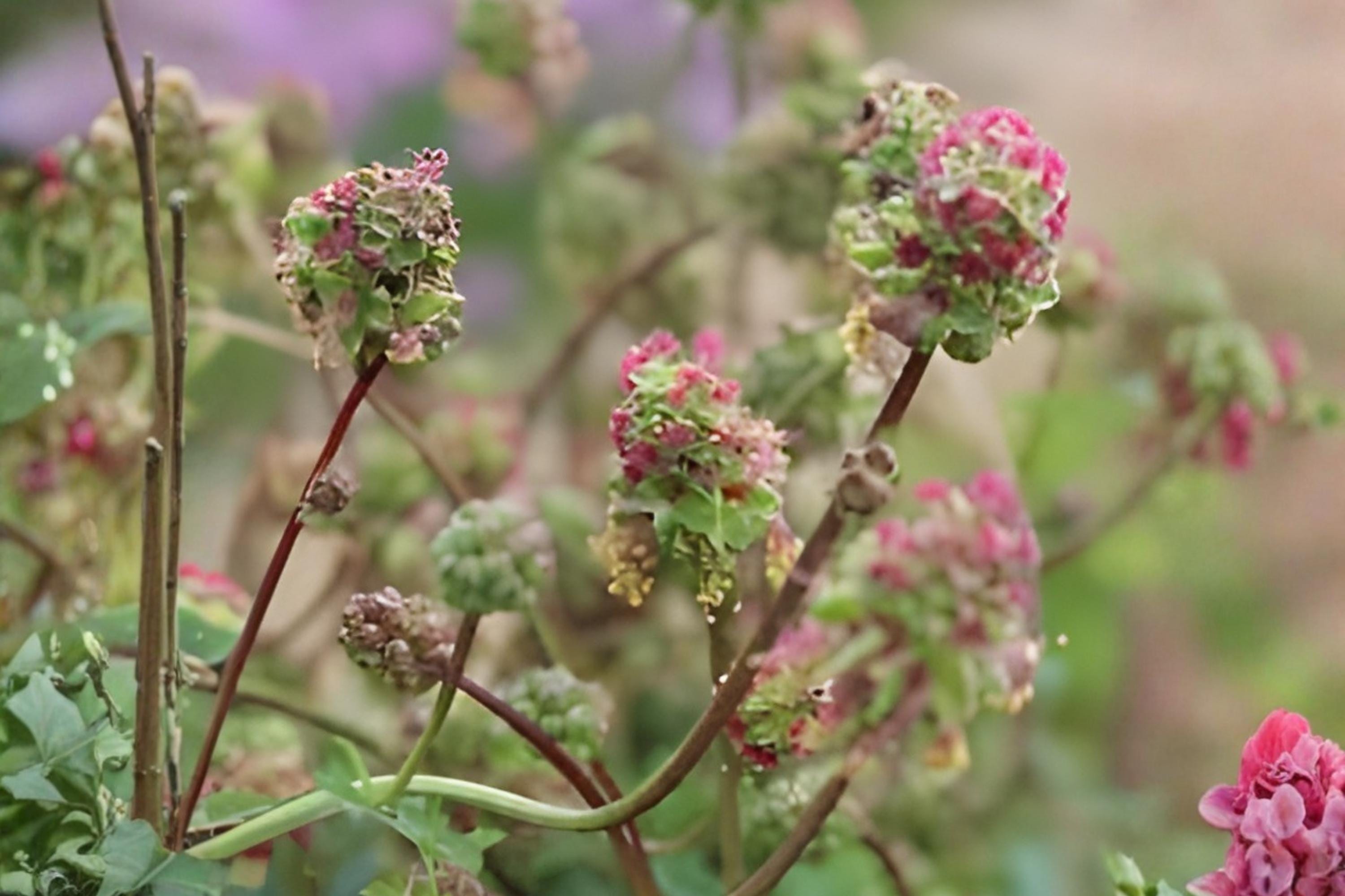 Showy Milkweed Seeds | Native Asclepias speciosa for Monarchs & Pollinators | Drought Tolerant, Pink to Lavender Blooms