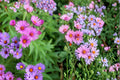 New England Aster Seeds 100 Pack – Symphyotrichum novae-angliae, Native Perennial with Purple Magenta Flowers for Gardens & Pollinators