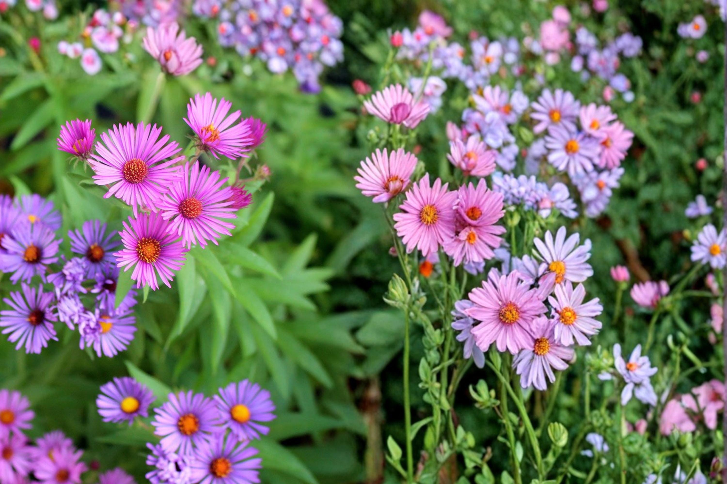 New England Aster Seeds 100 Pack – Symphyotrichum novae-angliae, Native Perennial with Purple Magenta Flowers for Gardens & Pollinators
