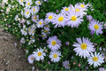 New York Aster Seeds – Symphyotrichum novi-belgii – Perennial Lavender to Purple Flowers, Pollinator & Meadow Plant Seed