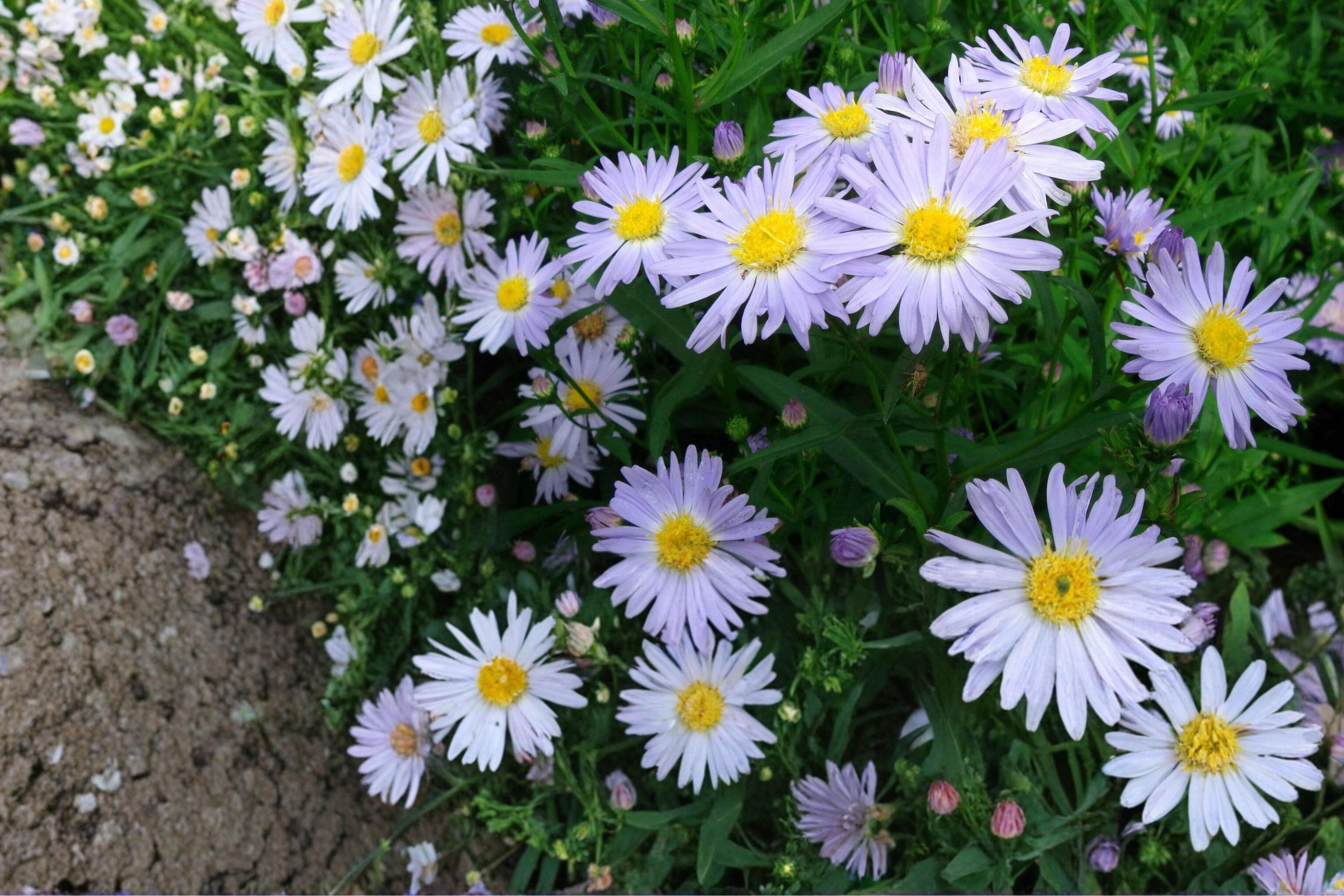 New York Aster Seeds – Symphyotrichum novi-belgii – Perennial Lavender to Purple Flowers, Pollinator & Meadow Plant Seed