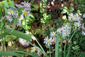 Willow Aster Seeds 100 Pack – Symphyotrichum praealtum Native Perennial with Pale Lavender Blue Flowers