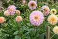 Miss Delilah Dahlia Flower Bulb Tuber – Vibrant Blooms, Garden Landscaping, Dahlia pinnata