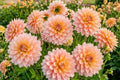 Decorative Dahlia Bulb Tuber Clump SHEER HEAVEN | Perennial Flowering Plant Dahlia pinnata for Garden, Border, Container