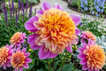 Powder Puff Dahlia Tuber Clump - Pollinator Attracting Garden Flower - Dahlia pinnata Bulb for Borders & Cut Flowers
