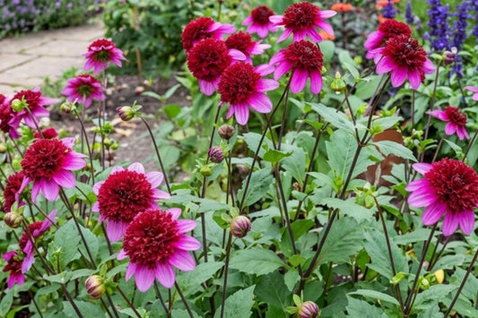 Powder Puff Dahlia Bulb Clump Poodle Skirt Variety Pink White Blooms Garden Flower Tuber
