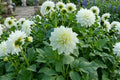 GO GO WHITE Dahlia Flower Bulb – Decorative Border Plant for Gardens, Container, Dahlia pinnata