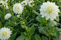 White Perfection Dahlia Tuber Clump – Dinnerplate Size Decorative Flower Bulb Dahlia pinnata