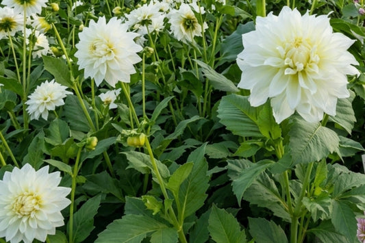 White Perfection Dahlia Tuber Clump – Dinnerplate Size Decorative Flower Bulb Dahlia pinnata