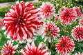 Giant Dinnerplate Dahlia Bulb Cluster – Santa Claus Variety Flower Tubers for Garden, Cut Flowers, Full Sun, Dahlia pinnata