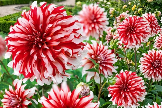 Giant Dinnerplate Dahlia Bulb Cluster – Santa Claus Variety Flower Tubers for Garden, Cut Flowers, Full Sun, Dahlia pinnata