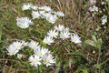 Prairie Pussytoes Seeds (100) | Native Wildflower, Drought Tolerant, Pollinator Friendly | Antennaria neglecta