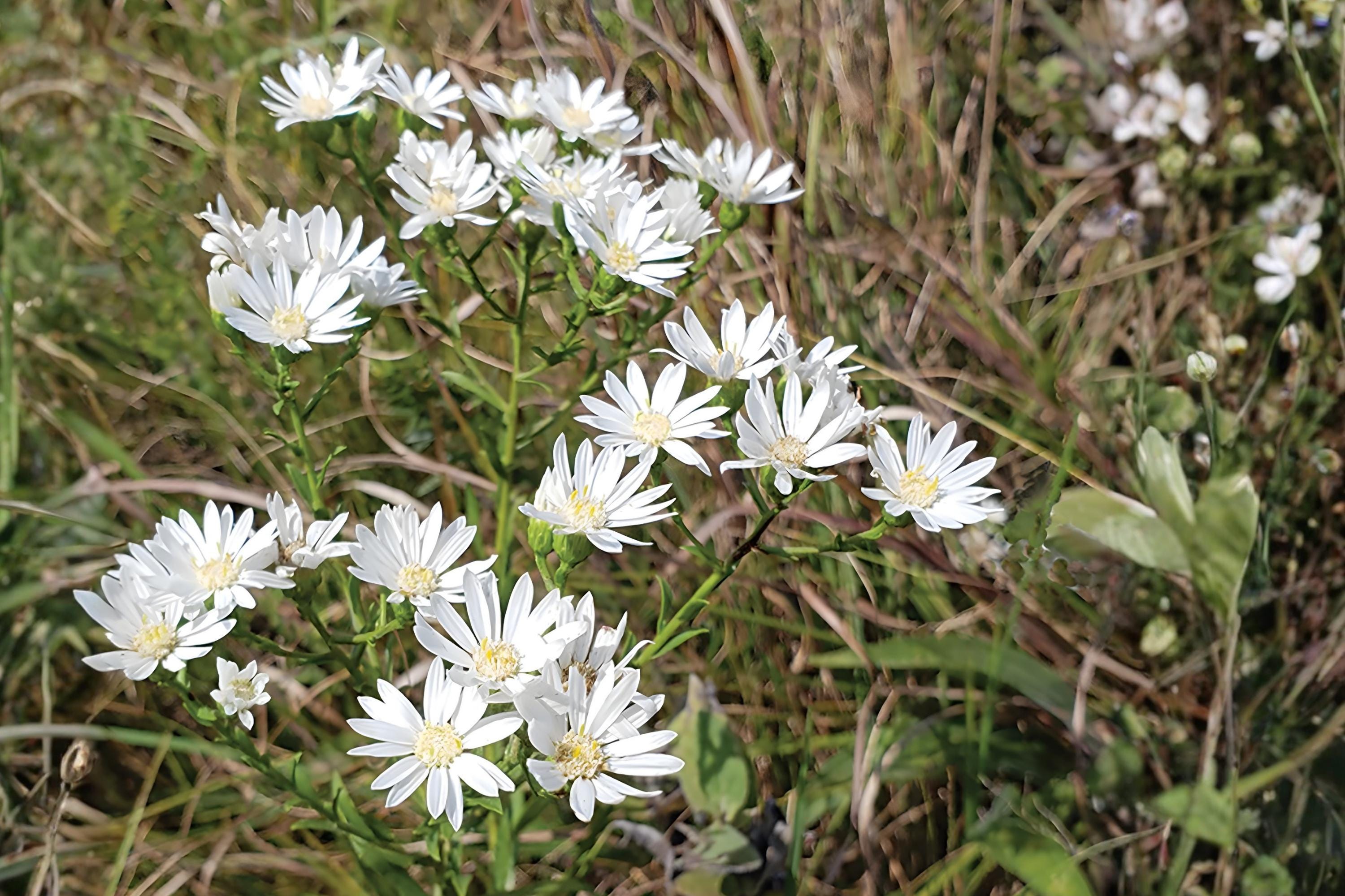 Prairie Pussytoes Seeds (100) | Native Wildflower, Drought Tolerant, Pollinator Friendly | Antennaria neglecta
