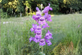 Canadian Milk Vetch Seeds (Astragalus canadensis) Native Wildflower, Pollinator-Friendly, Soil-Improving, Prairie & Meadow Plant