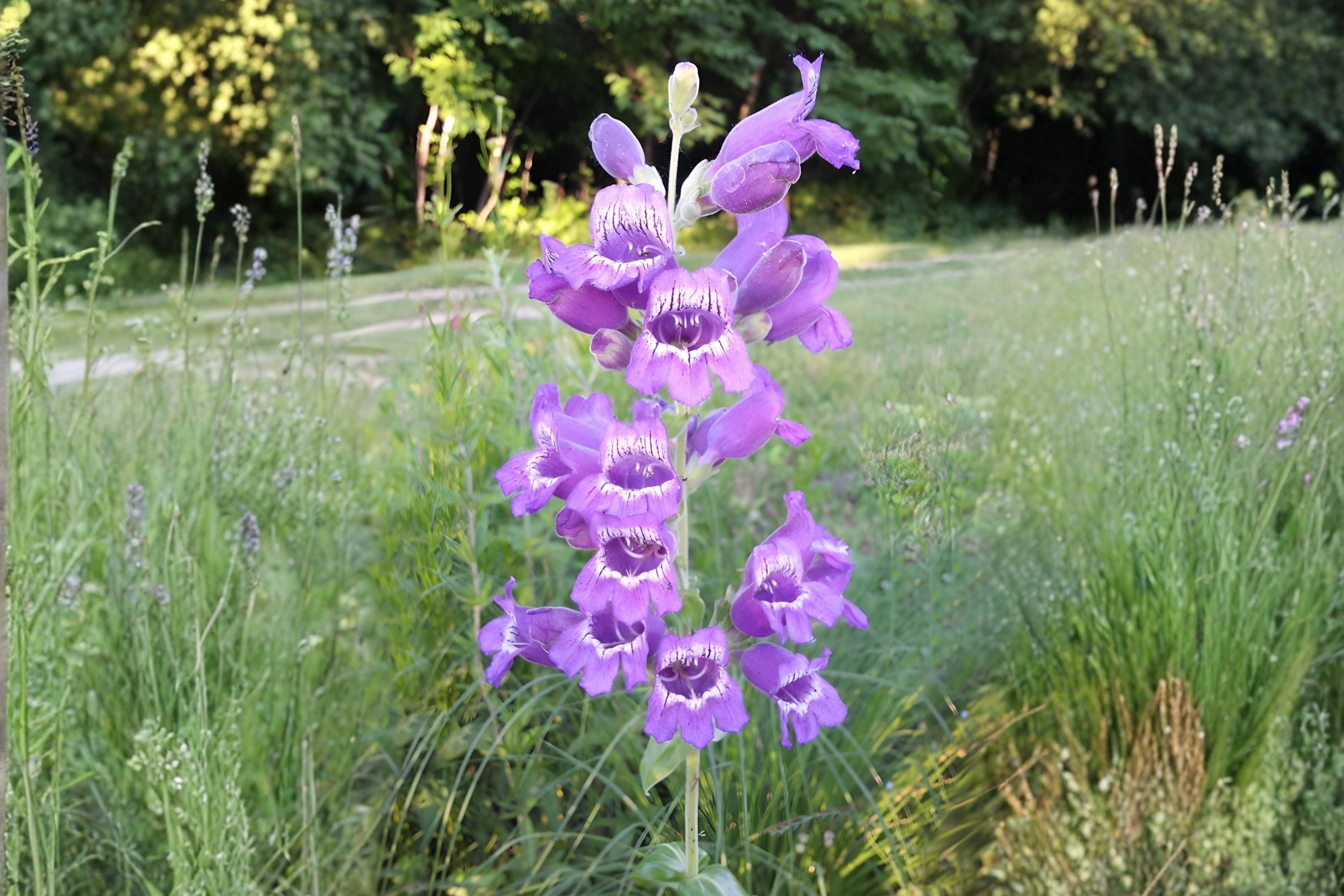 Canadian Milk Vetch Seeds (Astragalus canadensis) Native Wildflower, Pollinator-Friendly, Soil-Improving, Prairie & Meadow Plant