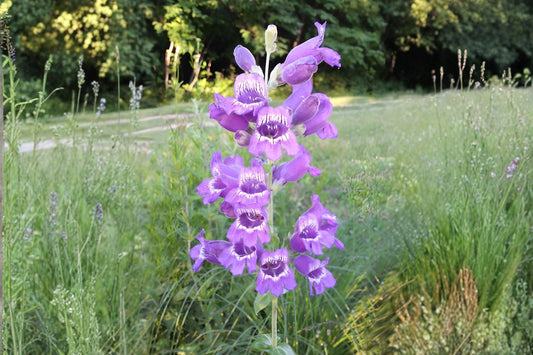 Canadian Milk Vetch Seeds (Astragalus canadensis) Native Wildflower, Pollinator-Friendly, Soil-Improving, Prairie & Meadow Plant