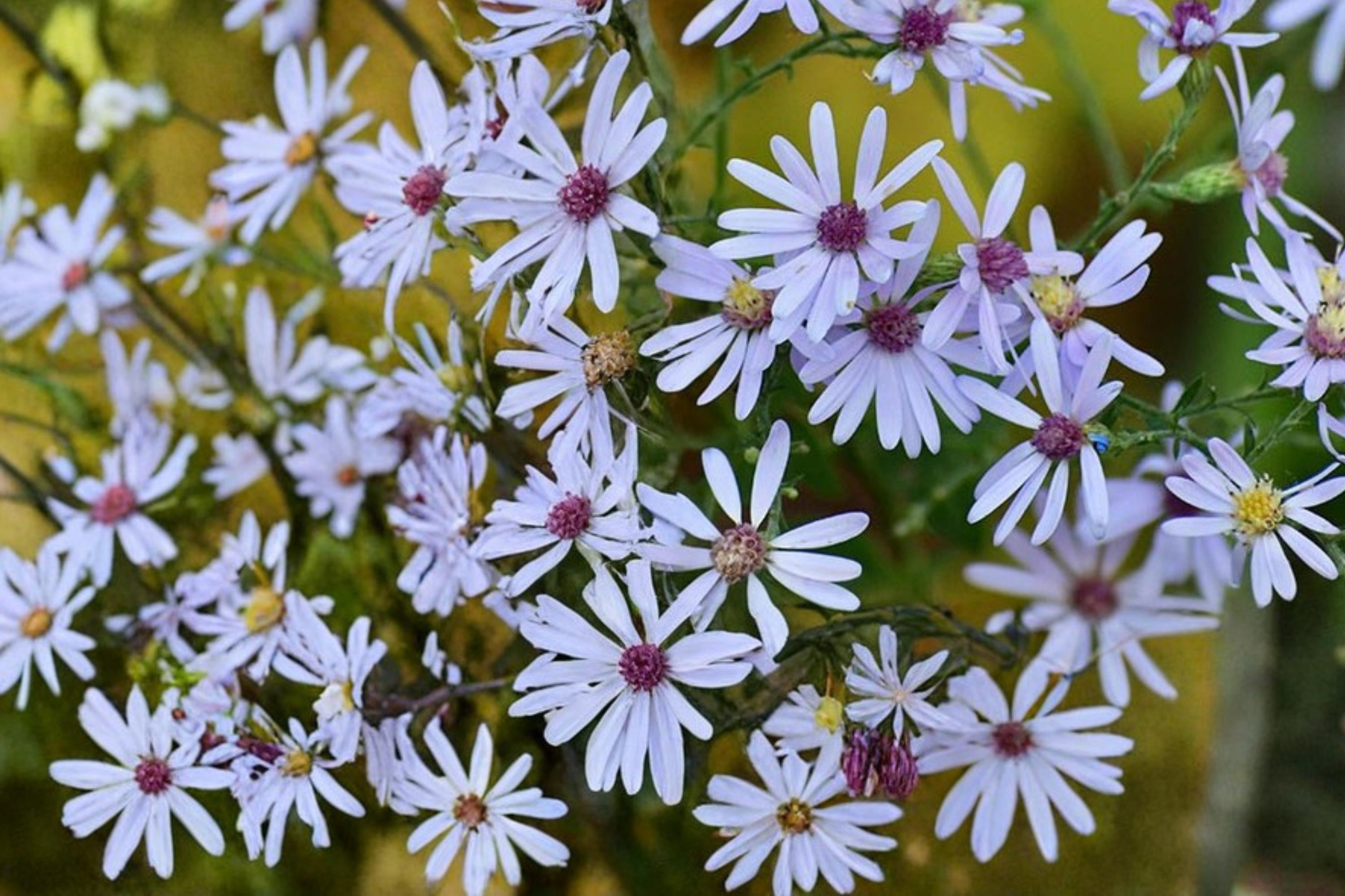 Short’s Aster Seeds – Symphyotrichum shortii – Native Perennial with Pale Lavender to Blue Flowers, Herbaceous Garden Plant