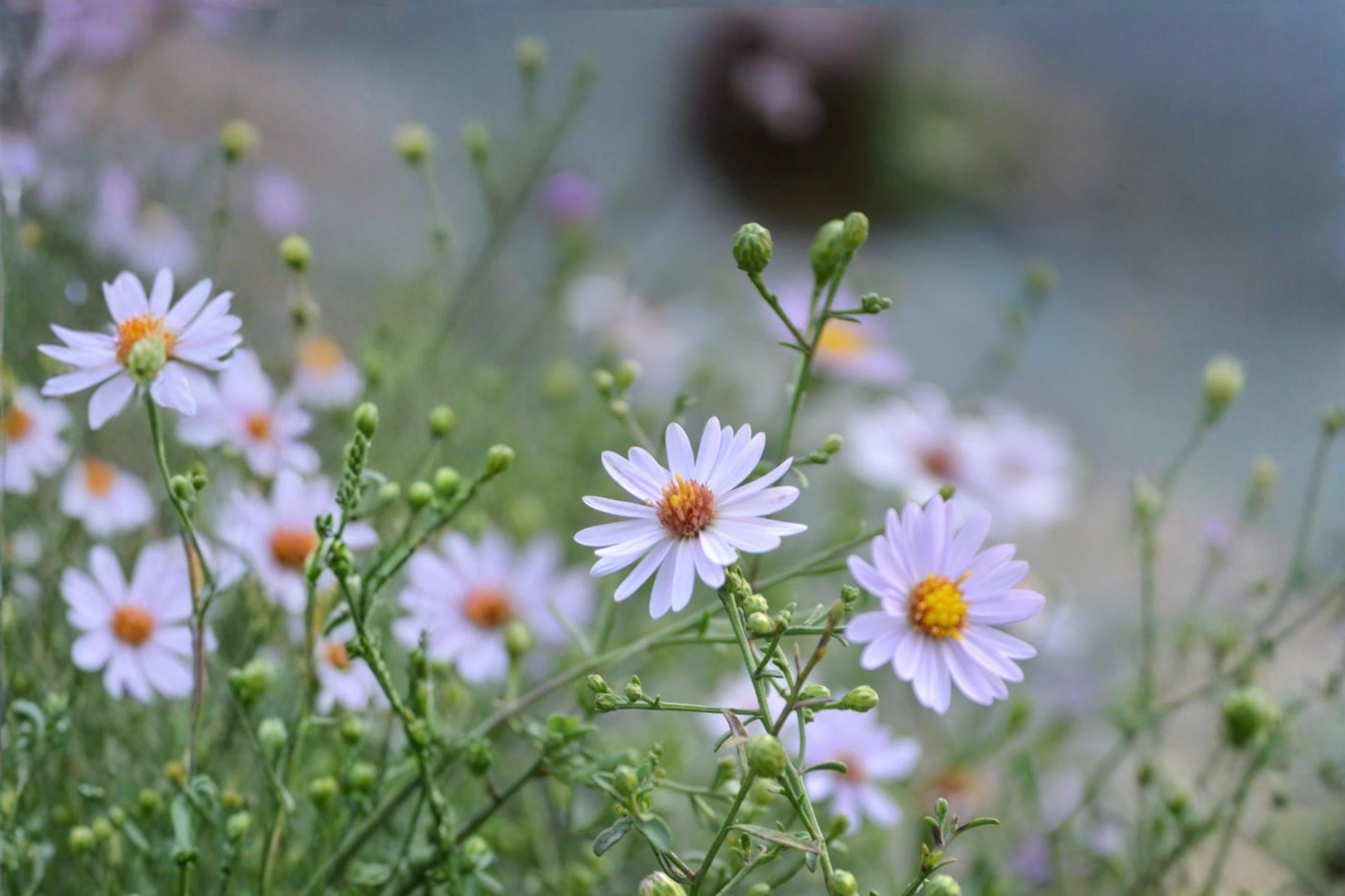 Prairie Aster Seeds 100 Pack - Symphyotrichum turbinellum Native Perennial with Lavender to Purple Flowers for Wildflower Gardens
