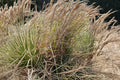 Broomsedge Grass Seeds – 100 Perennial Seeds – Andropogon virginicus Native Prairie Ornamental Grass