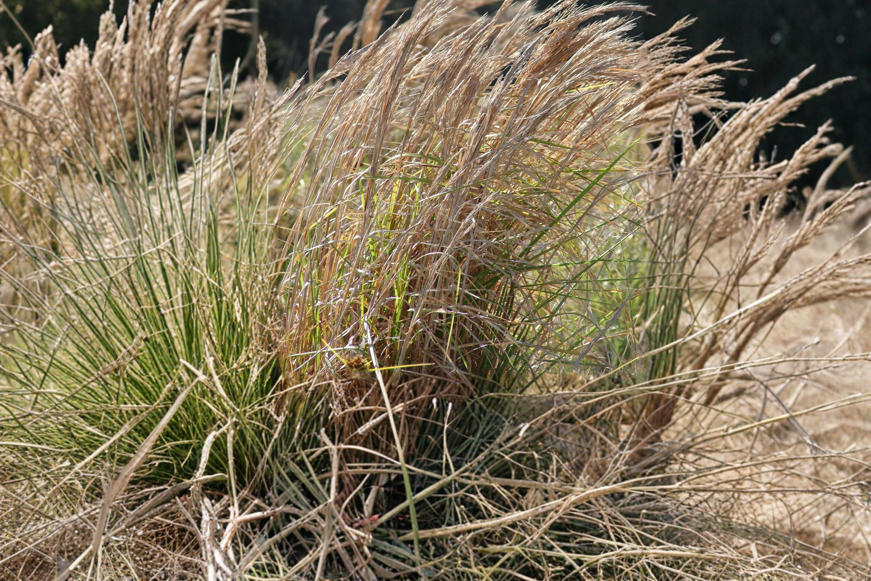 Broomsedge Grass Seeds – 100 Perennial Seeds – Andropogon virginicus Native Prairie Ornamental Grass