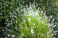 Spike Rush Seeds – Eleocharis acicularis, Aquatic Perennial for Ponds & Water Gardens, Wetland Plant Seed
