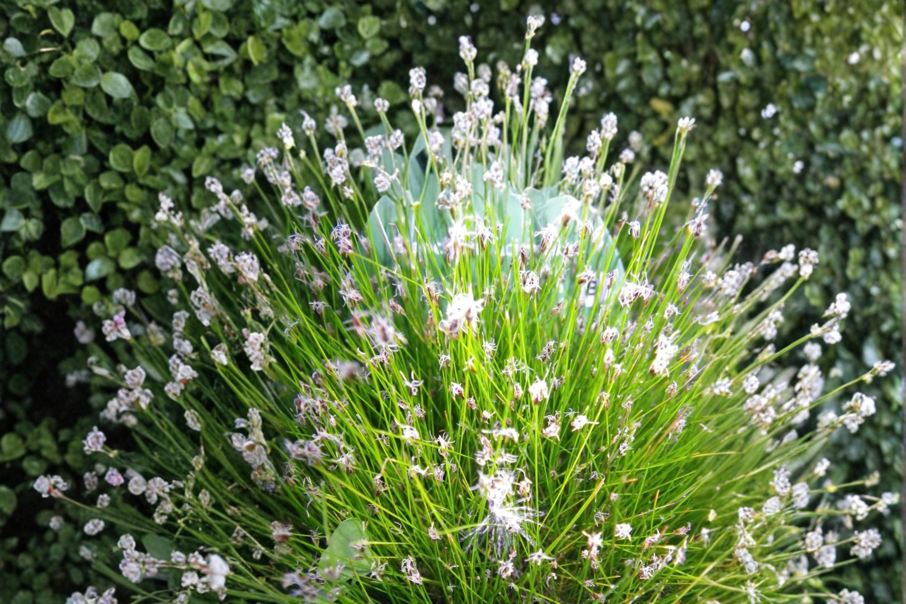 Spike Rush Seeds – Eleocharis acicularis, Aquatic Perennial for Ponds & Water Gardens, Wetland Plant Seed