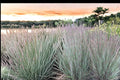 Little Bluestem Grass Seeds – Schizachyrium scoparium – Native Perennial Prairie & Meadow Grass Seed