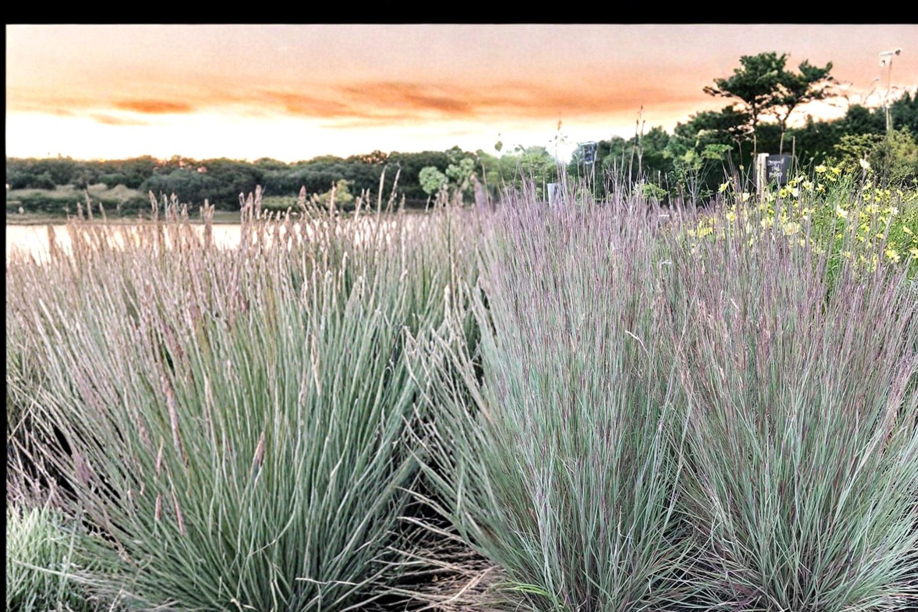 Little Bluestem Grass Seeds – Schizachyrium scoparium – Native Perennial Prairie & Meadow Grass Seed
