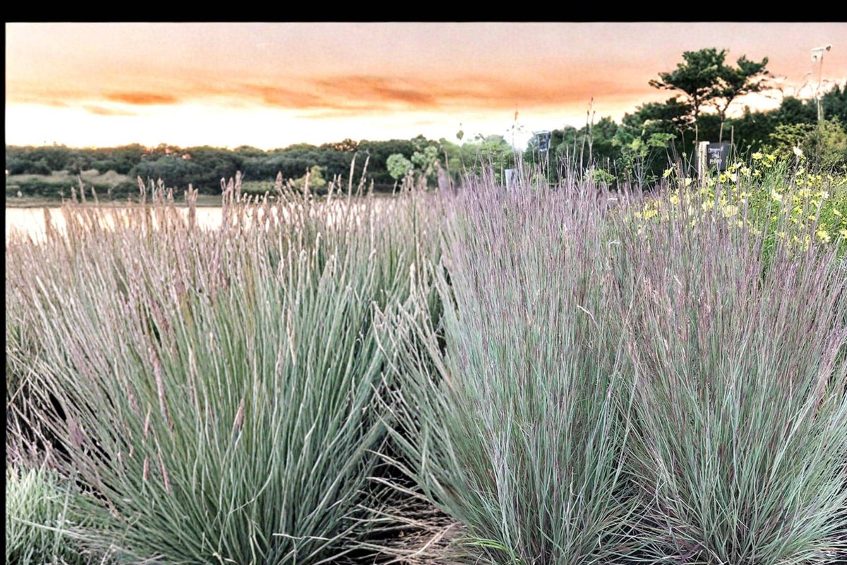 Little Bluestem Seeds 100 Count - Schizachyrium scoparium - Native Prairie Grass with Blue-Green Foliage and Coppery Fall Color