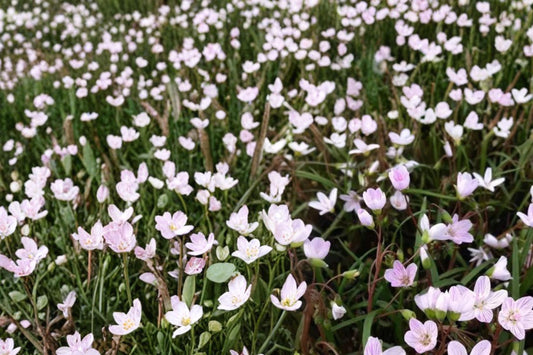 Spring Beauty Seeds – Claytonia virginica – Native Woodland Perennial with White to Pale Pink Striped Flowers