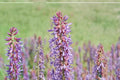 Twogroove Milkvetch Seeds – Astragalus bisulcatus, Drought Tolerant Perennial Legume for Dry Landscapes & Prairies