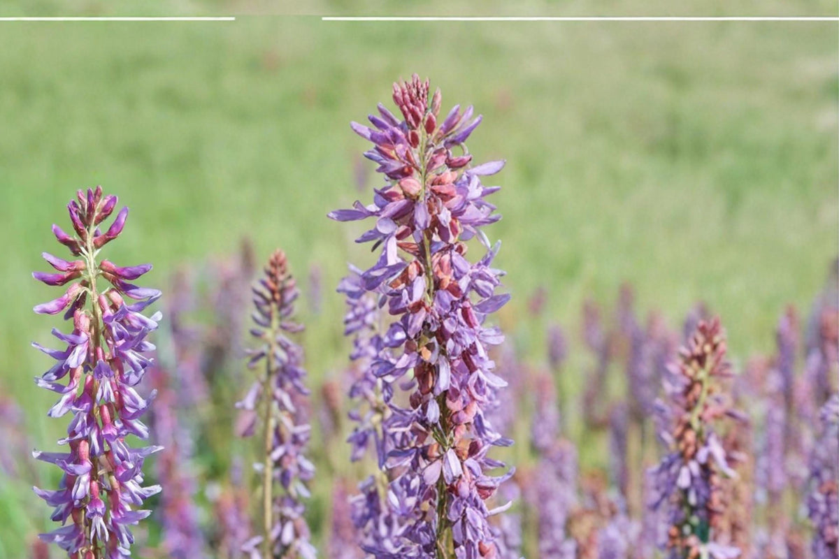 Twogroove Milkvetch Seeds – Astragalus bisulcatus, Drought Tolerant Perennial Legume for Dry Landscapes & Prairies