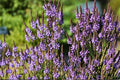 Blue Vervain Seeds – Verbena hastata Perennial Wildflower for Meadows & Wetlands, 100 Seeds